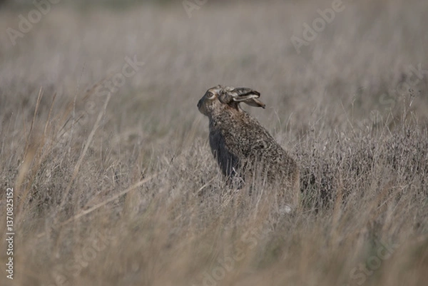 Obraz A March Hare 