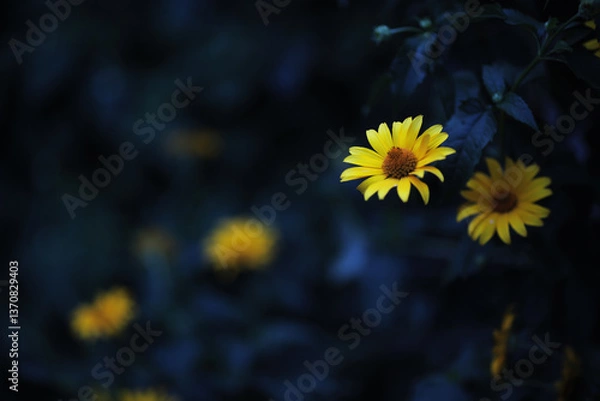 Obraz yellow dandelions 