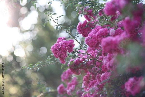 Obraz roses in the garden