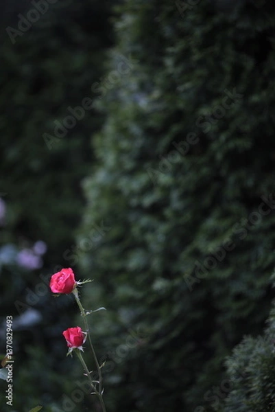 Obraz red flowers in the forest