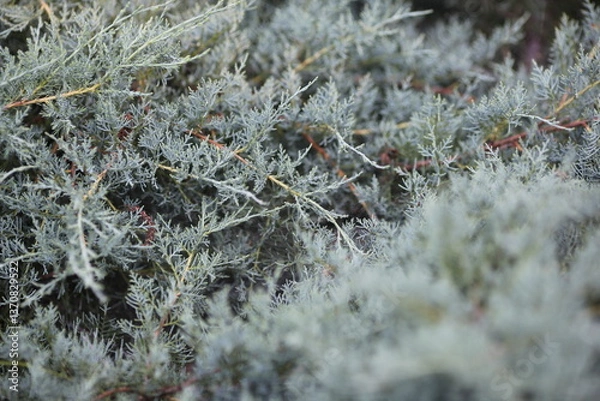 Fototapeta frost on the branches