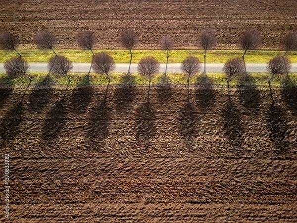 Fototapeta Row of trees by the dirt path as seen from above. Spring scenery with alley surrounded by the brown fields.