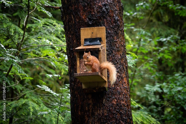 Obraz A charming red squirrel feeds on its snack atop a wooden feeder attached to a tree amidst the green forest surroundings. The setting highlights the interaction of wildlife within natural habitats.
