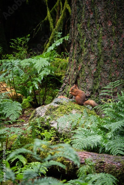 Obraz A vibrant red squirrel sits on a moss-covered rock beneath a large tree in a dense forest, surrounded by lush green ferns. The natural scene depicts tranquility, wildlife, and rich biodiversity