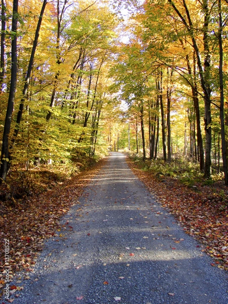 Obraz dirt road through autumn forest