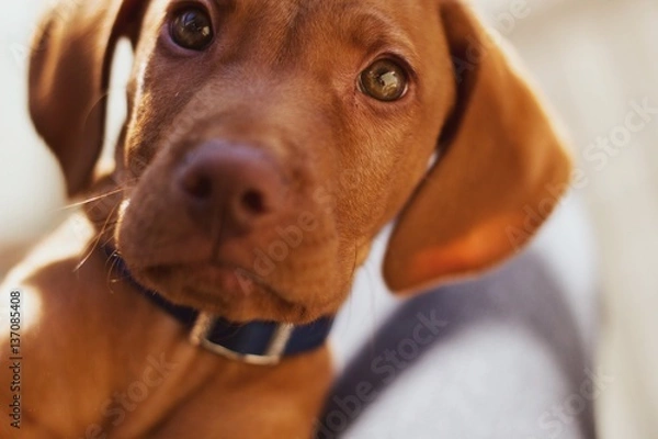 Obraz Cute vizsla puppy