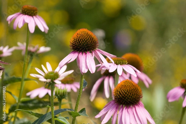 Obraz eastern purple coneflower
