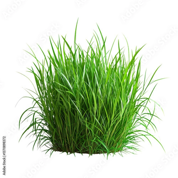 Fototapeta Lush Green Grass Isolated on a Transparent Background for Design Use