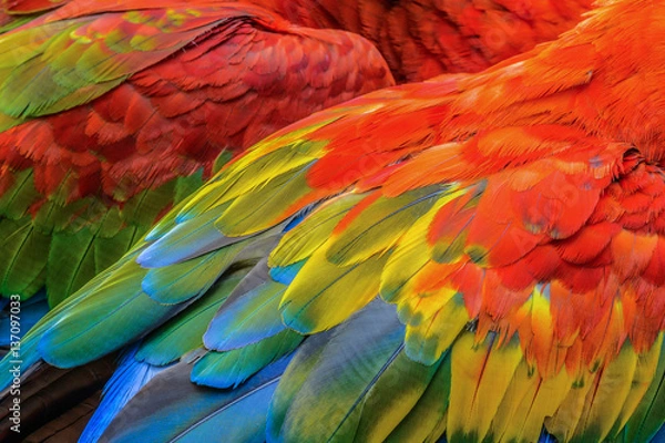 Obraz Close up of Scarlet macaw bird's feathers.