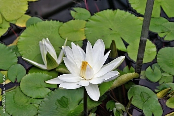Fototapeta Weiße Blüte