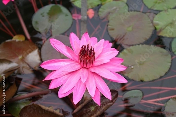 Fototapeta Rosa blüte