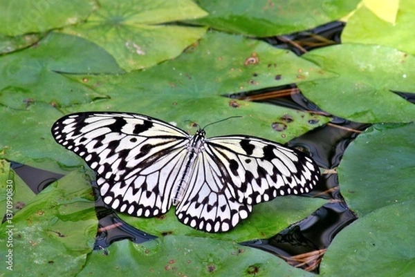 Fototapeta Schmertterling