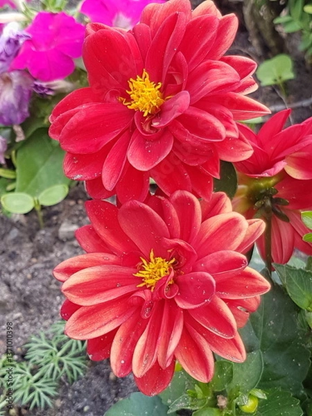 Fototapeta Red Dahlia in a garden in summer