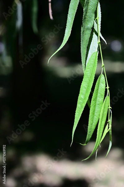 Obraz Hanging willow leaves up close in sunlight