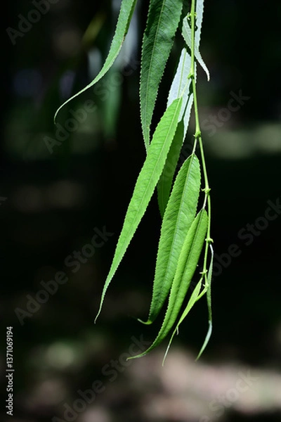 Obraz Hanging willow leaves up close in sunlight