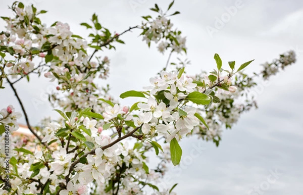 Fototapeta Blooming branch of a apple tree. Flowering apple tree. Soft focus image of blooms tree in spring time