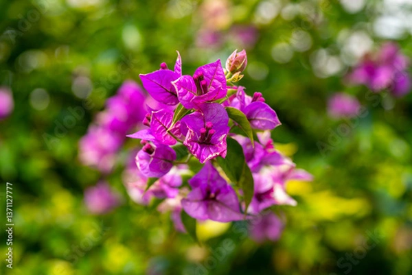 Fototapeta Paperflower. Bougainvillea glabra, the lesser bougainvillea or paperflower, is the most common species of bougainvillea used for bonsai. The epithet 'glabra' comes from Latin and means "bald"reshness,