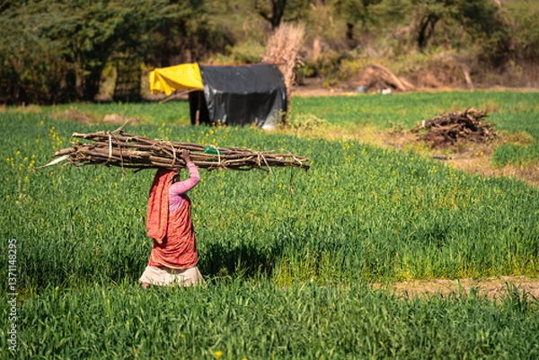 Obraz Woman Carrying Bundle of Logs on Head, Rajasthan India