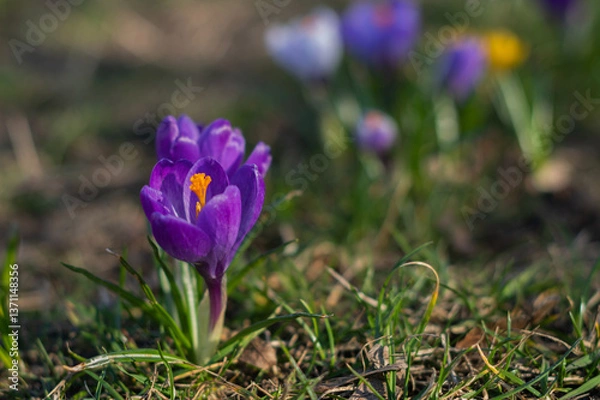 Obraz Purple crocuses in a park, spring time in Bialystok 