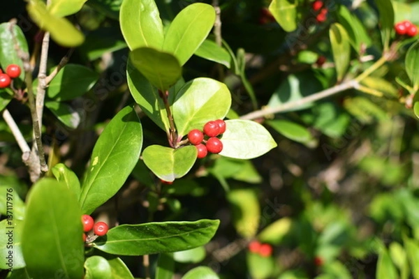 Obraz bearberry, arctostaphylos uva-ursi