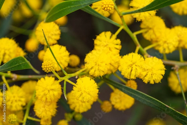 Fototapeta Acacia saligna, commonly known by various names including coojong, golden wreath wattle, orange wattle, blue-leafed wattle, Western Australian golden wattle, and, in Africa, Port Jackson willow,
