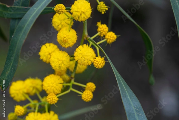 Fototapeta Acacia saligna, commonly known by various names including coojong, golden wreath wattle, orange wattle, blue-leafed wattle, Western Australian golden wattle, and, in Africa, Port Jackson willow,