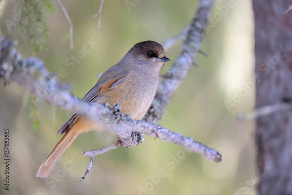 Obraz Siberian jay (Perisoreus infaustus) in forest