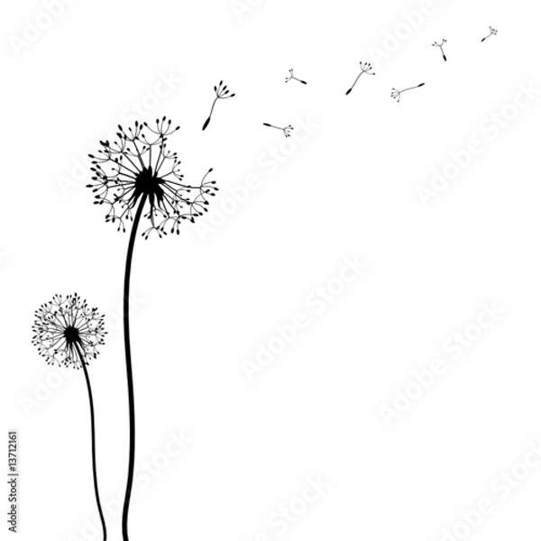 Obraz Pusteblumen