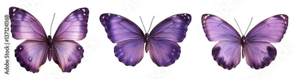 Obraz Collection set of purple butterflies isolated on white background
