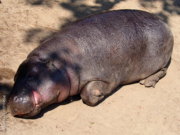 Obraz sleeping hippopotamus