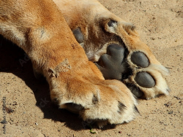 Obraz lion's paws 