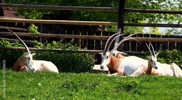 Obraz Odpoczywające antylopy 