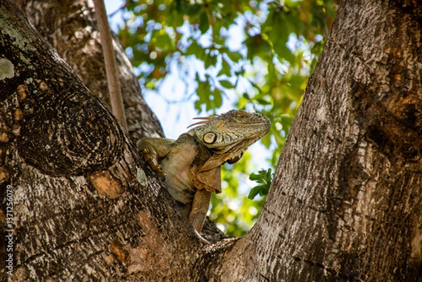 Obraz Iguana chilling on a tree, Florida Keys