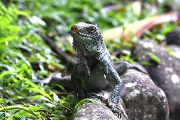 Obraz iguane