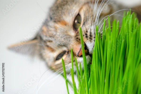 Obraz Cat eating green grass