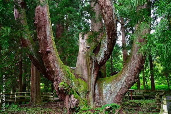 Fototapeta 将軍杉（新潟県）