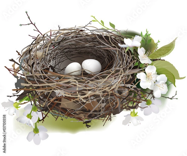 Fototapeta Bird's Nest.
Hand drawn vector illustration of a nest with two white eggs, surrounded by spring flowers and green shoots, on white background.
