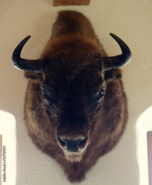 Obraz bison
