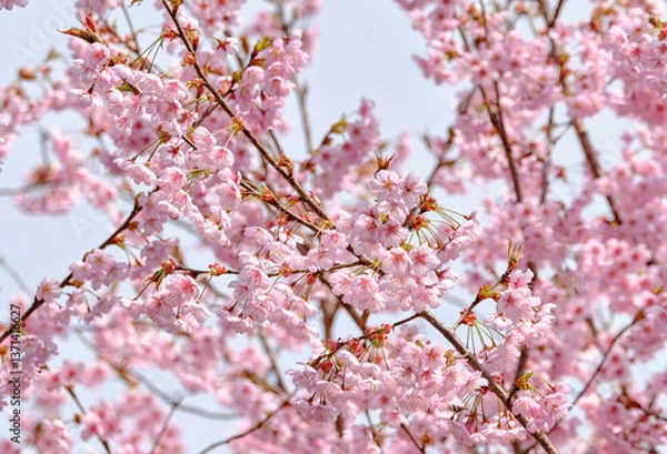 Obraz  春をつげる綺麗な初御代桜