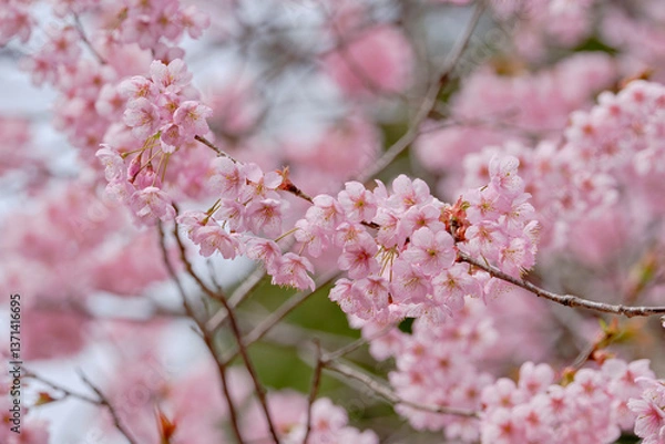 Obraz  春をつげる綺麗な初御代桜