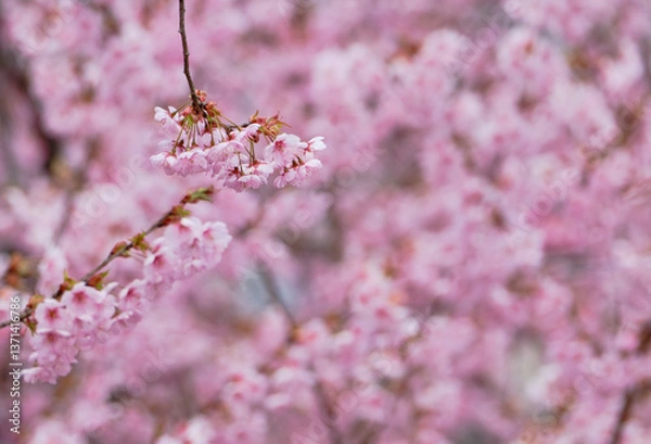 Obraz  春をつげる綺麗な初御代桜