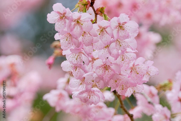Obraz  春をつげる綺麗な初御代桜