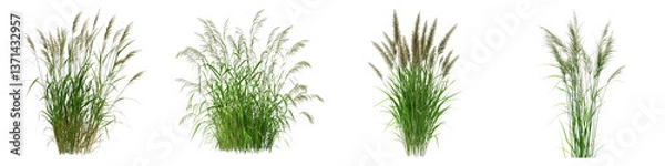 Fototapeta Vibrant switchgrass crop isolated on transparent background. PNG, Set of