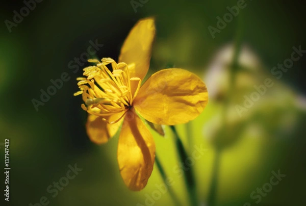 Fototapeta Yellow flower lone macro. Opened bud.
