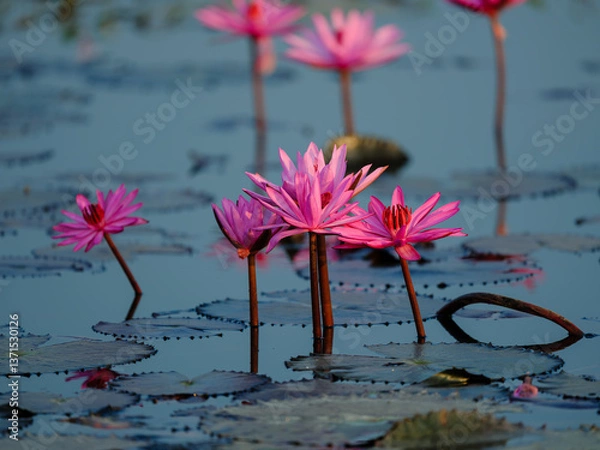 Obraz pink lotus flower