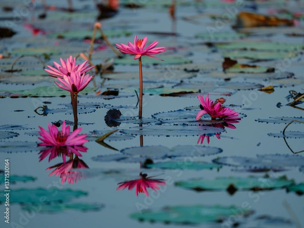 Obraz pink water lily