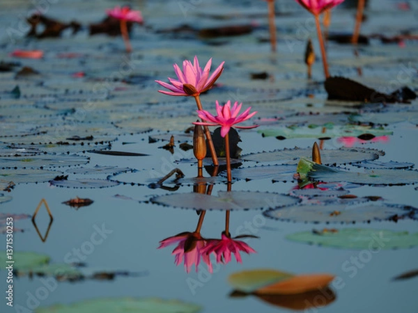 Obraz pink water lily
