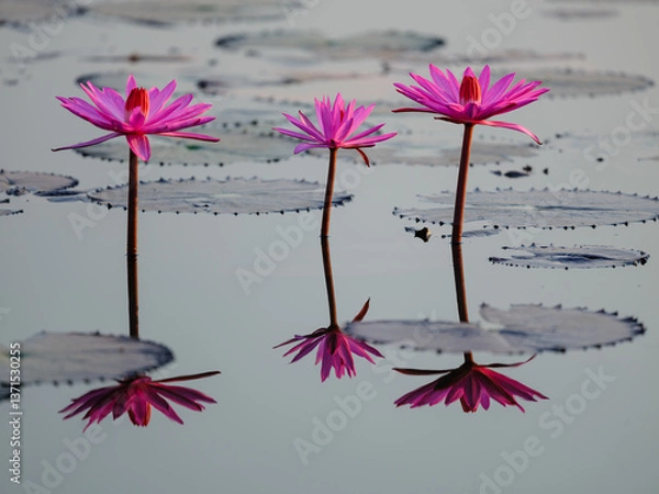 Obraz pink flowers on white background