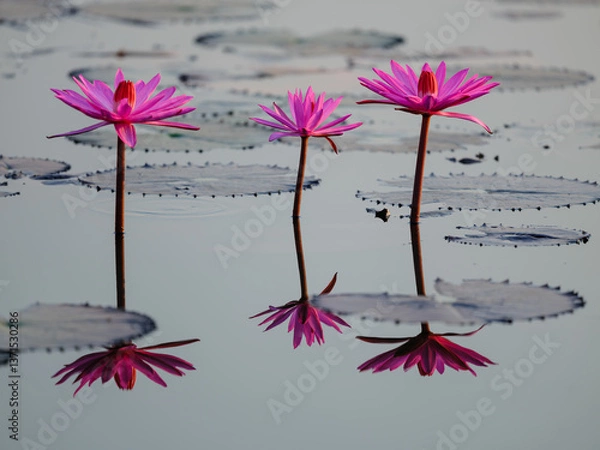 Obraz pink flowers on a white