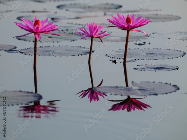 Obraz pink lotus flower